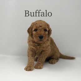 Goldendoodle Puppies from Beloved Texas Doodles