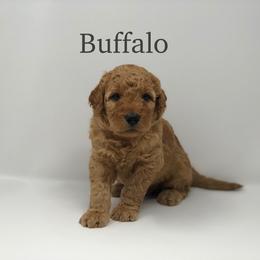 Goldendoodle Puppies from Beloved Texas Doodles