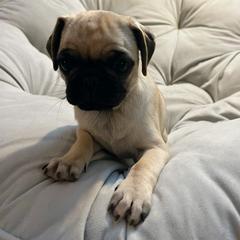 Pug Puppies from Pugs Puppies 🐶