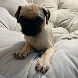 Pug Puppies from Pugs Puppies 🐶