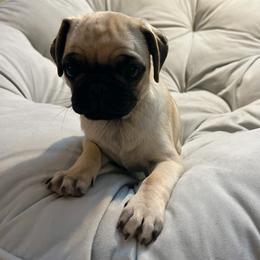 Pug Puppies from Pugs Puppies 🐶