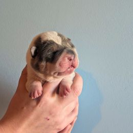 Tiffany - Blue dilute female Chinese Shar-Pei puppy in Clarksville, Tennessee from Wrinkle Bum Shar-Pei