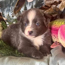 June - Black & white female Miniature Australian Shepherd puppy in California from Eagle River Aussies