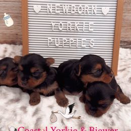 Yorkie Baby Girl 2 - Black and tan female Yorkshire Terrier puppy in North Chelmsford, Massachusetts from Coastal Yorkshire Terrier Yorkies & Biewer Terriers