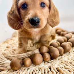 Dachshund Puppies from DachiesDash