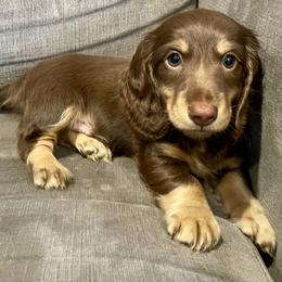 Charlie - Chocolate and cream male Dachshund puppy in Chehalis, Washington from Devoted Doxies - DLL