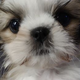 Shih Tzus from Briar Road Shih Tzu's