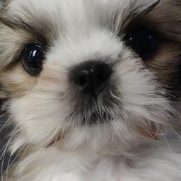 Shih Tzus from Briar Road Shih Tzu's