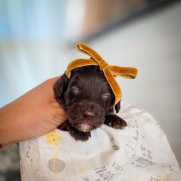 Judy - Chocolate female Goldendoodle puppy in Cleveland, Tennessee from Edgewater Doodles & Designer Pups