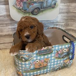 Goldendoodle and Poodle Puppies from Mustanghills Doodles and Poodles