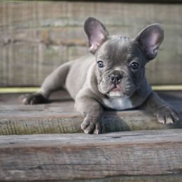 French Bulldog Puppies from Love My Frenchiess