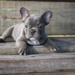 French Bulldog Puppies from Love My Frenchiess