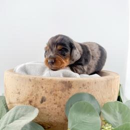 Sutton AKC - Dapple female Dachshund puppy in Erick, Oklahoma from 4-L Backyard Dach