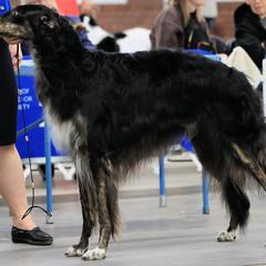 Nochka - Borzoi
