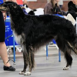 Nochka - Borzoi