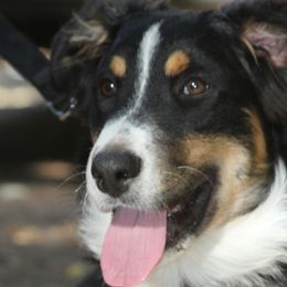 Togo - Australian Shepherd