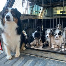 Australian Shepherd Puppies from Flying F Australian Shepherds