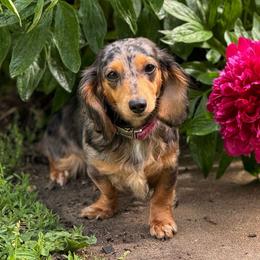 Zoey - Dachshund