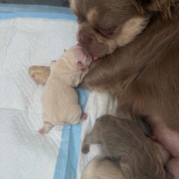 Tiffany - White female French Bulldog puppy in San Diego, California from Hlop Frenchies LLC