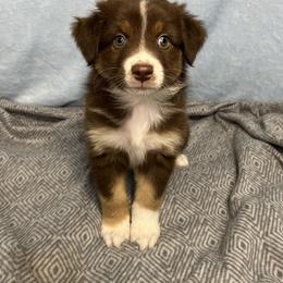 Australian Shepherd Puppies from Copper Top Aussies