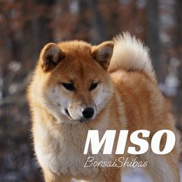 Miso - Shiba Inu