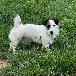 Bo - Jack Russell Terrier