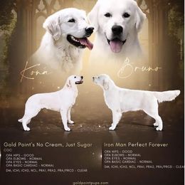 Golden Retriever puppies from Gold Point Pups