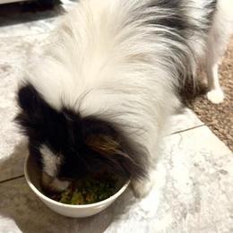 Pomeranian Puppies from "Prissy Pups"