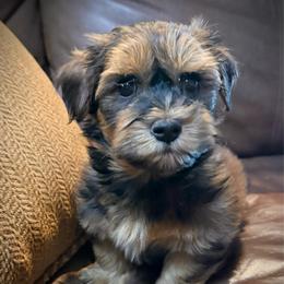 Finley - Red brindle male Havanese puppy in Lancaster, South Carolina from 3 Bs Havanese-PUPPIES with  PURPOSE