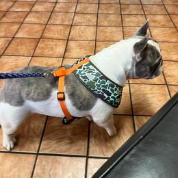 Bodi - French Bulldog