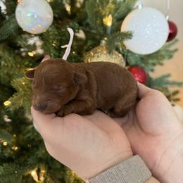 Baby pink - Red  female Goldendoodle puppy in Meridian, Idaho from Goldendoodle of Idaho