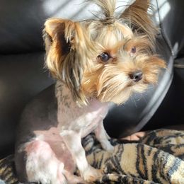 Nash - Yorkshire Terrier