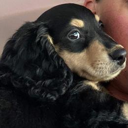 Dachshund Puppies from Mimidachs of Texas