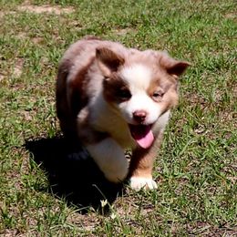 Miniature Australian Shepherd Puppies from AussiesRus