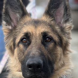Star - German Shepherd