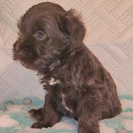 Maple - Liver female Miniature Schnauzer puppy in Graham, Washington from Kristy's French Bulldogs & Mini Schnauzers