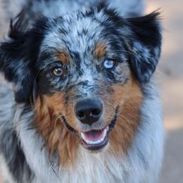 Sis - Australian Shepherd