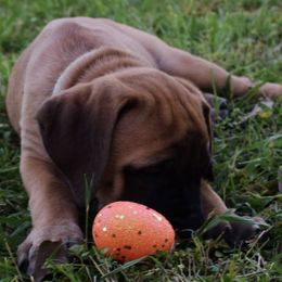 Mastiffs from Lone Star Legends Mastiffs