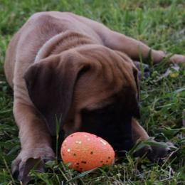 Mastiffs from Lone Star Legends Mastiffs