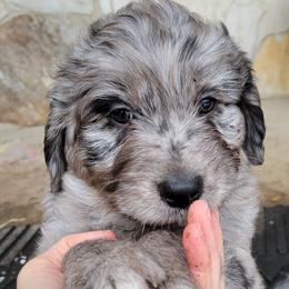 Australian Shepherd and Miniature Australian Shepherd Puppies from Cara Harker