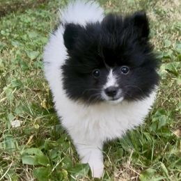 AKC COOKIE 7wks - Black parti female Pomeranian puppy in Madison, Ohio from PawSitive Therapy Pomeranians