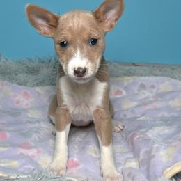 Boomerang.....Cream, 2 - Blue cream and white female Basenji puppy in Eugene, Oregon from Basenji Puppies