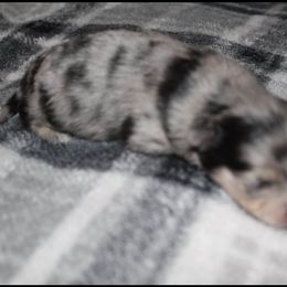 "Female" Pomeranian Puppies from Brenda's Pomeranians
