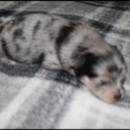 "Female" Pomeranian Puppies from Brenda's Pomeranians