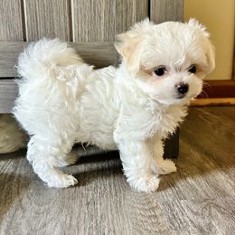 Rhodes - White and tan male Maltese puppy in Morehead, Kentucky from Paw Perfect Pets