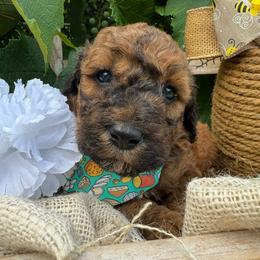 Cheddar - Sable male Bordoodle puppy in Canfield, Ohio from Poo's Doo's & Inu's