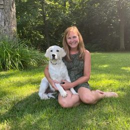 Golden Retriever Puppies from Hat Creek Goldens