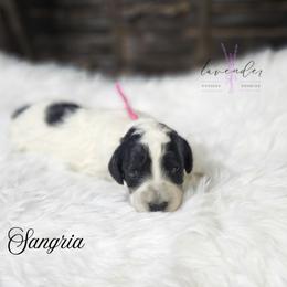 Sangria - Black and white female Cockapoo puppy in Mancelona, Michigan from Lavender poodles & doodles
