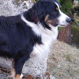 Australian Shepherds and Miniature Australian Shepherds from Grayback Aussies