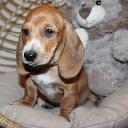 Boy 1 - Piebald male Dachshund puppy in Craig, Colorado from Rocky Mountain Shih Tzus and Dry Creek Miniature Dachshunds